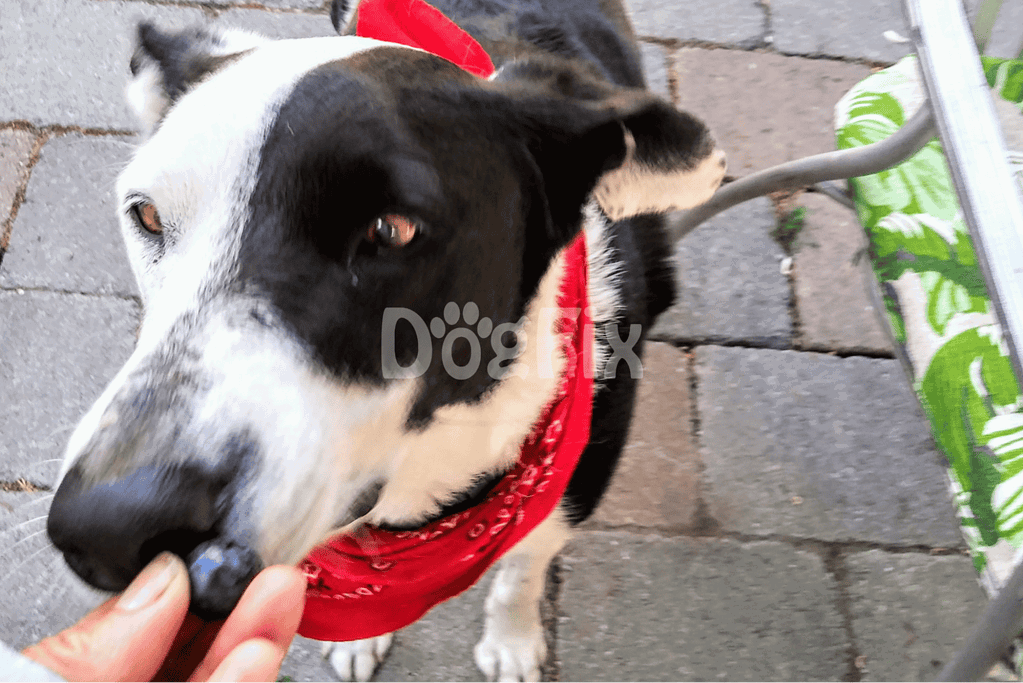 Blueberries Small but Mighty