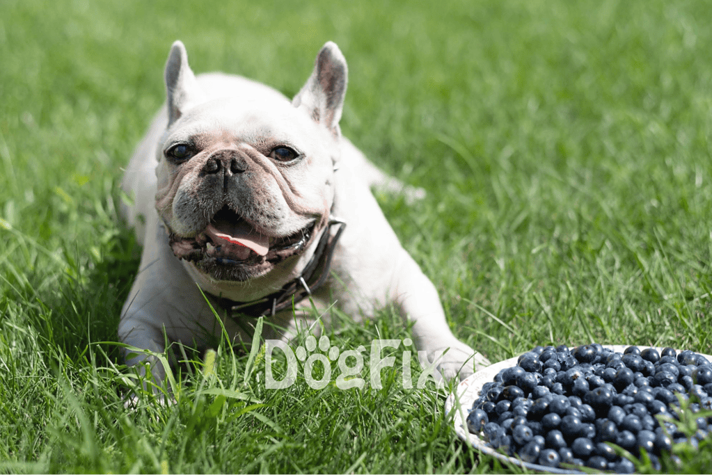 Happy French Bulldog lying on grass near a plate of blueberries, enjoying outdoor play and healthy snacks.