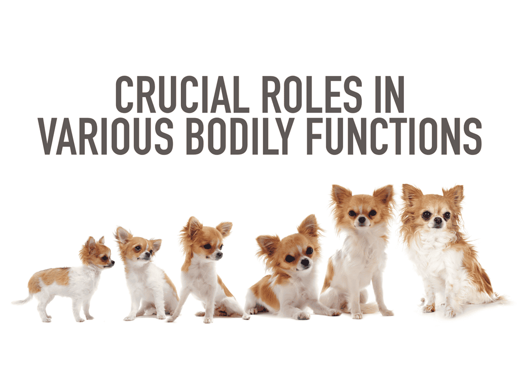 Doggie health and wellness solutions from Dogfix.com.