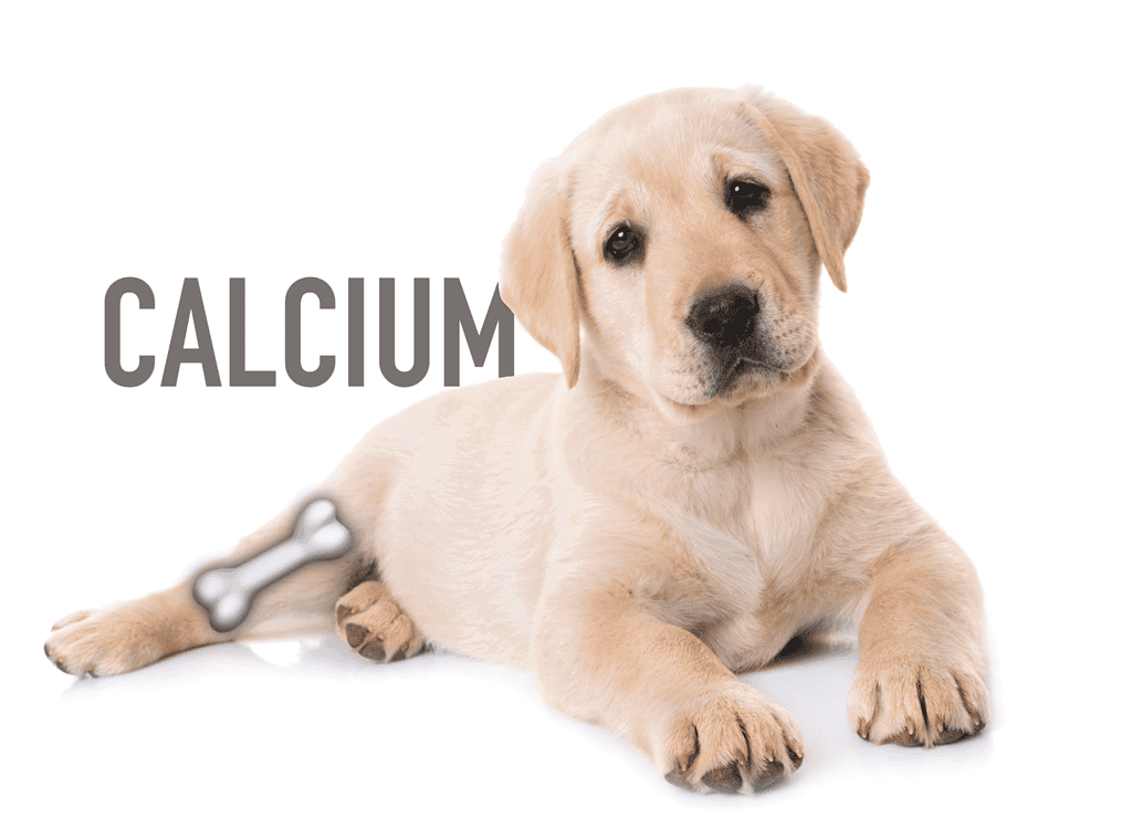 Adorable Labrador puppy lying with a bone-shaped calcium supplement, perfect for supporting canine dental and bone health.