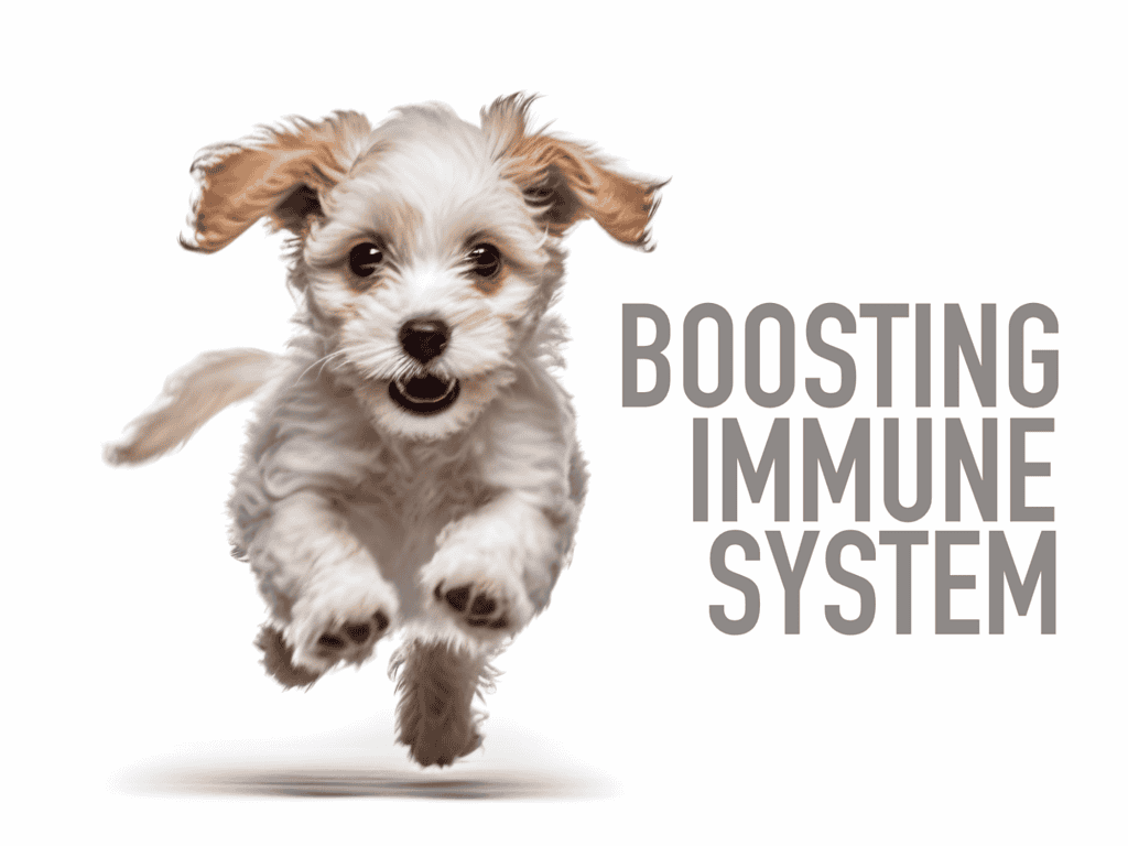 Cute puppy running, promoting immune system support for dogs and pets.