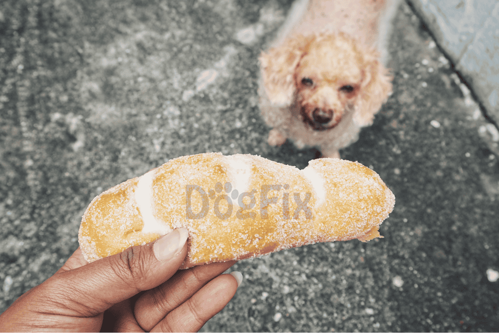Cute curly-haired dog eagerly awaits playtime with a frozen dog toy. Perfect for pet entertainment and dental health.