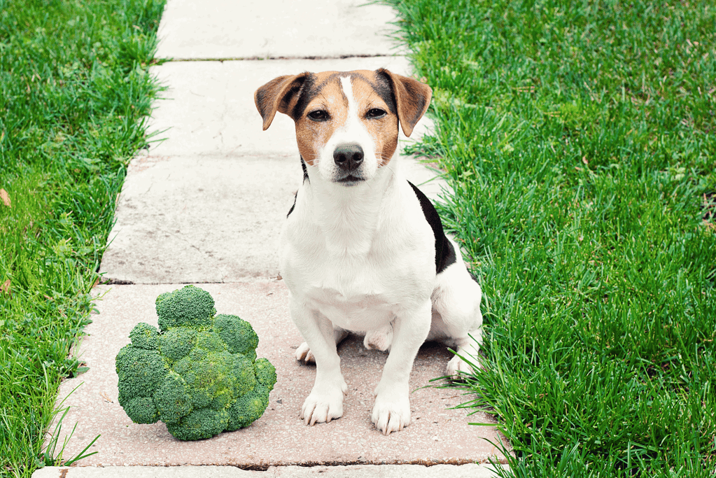 Adorable dog sitting on sidewalk next to fresh broccoli in green grassy yard.