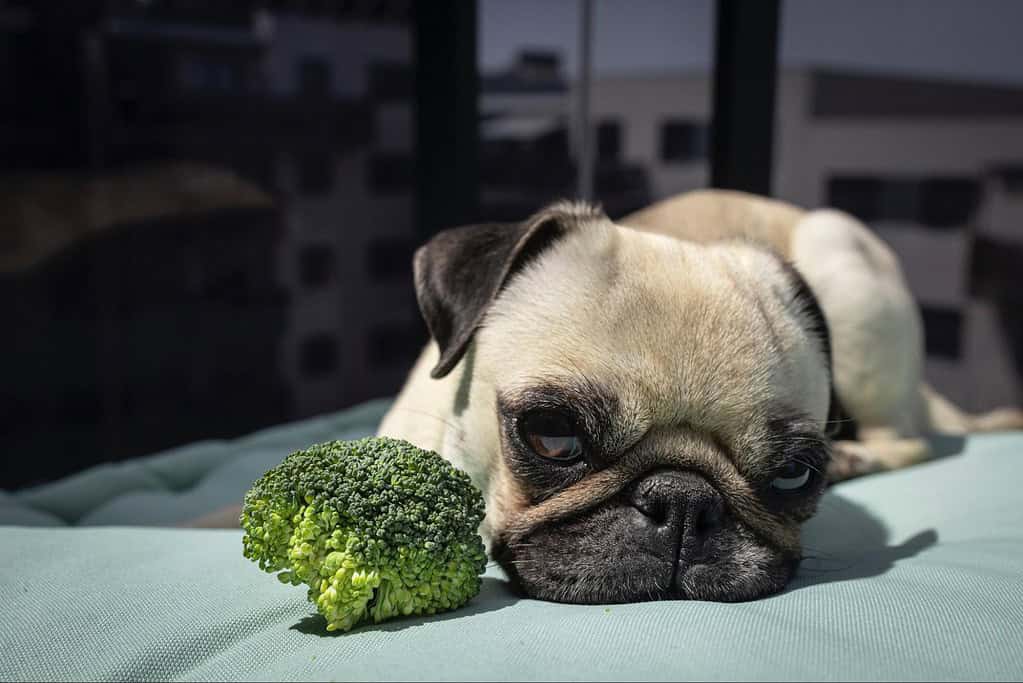 Adorable puppy lying on outdoor cushion with broccoli, showcasing pet comfort and health.