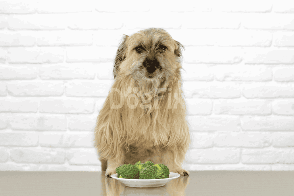 Dog sitting in front of broccoli on plate.