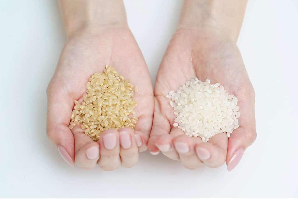 High-quality brown rice and white rice for healthy dogs.