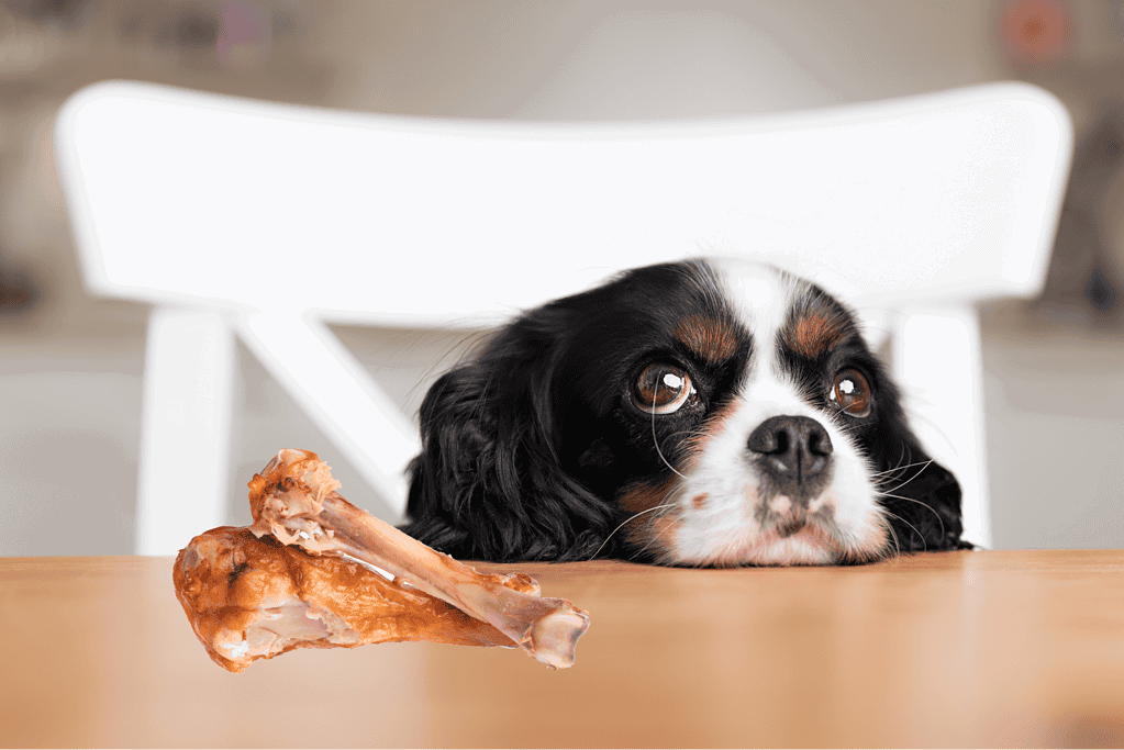 Adorable dog with bone toy on a table.