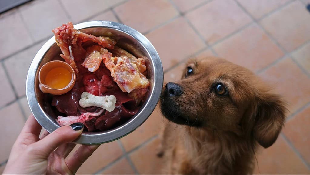 Dog food bowl with raw meat, eggs, and bones for pets.
