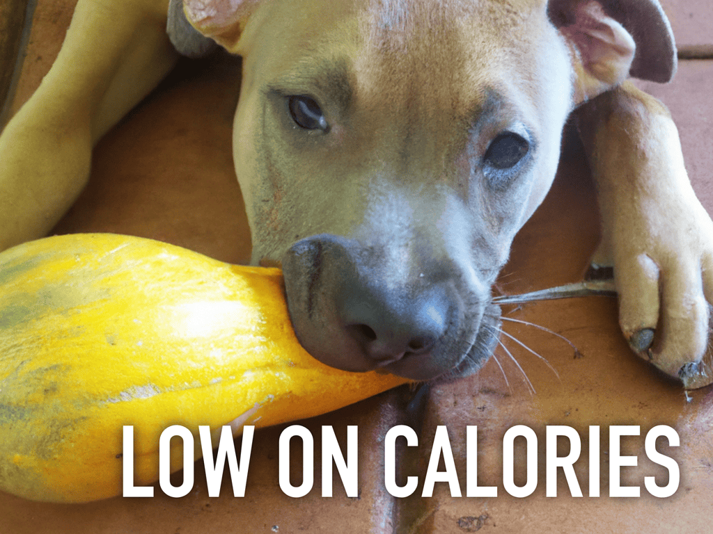 Dogfix.com - Healthy low-calorie dog snacks.