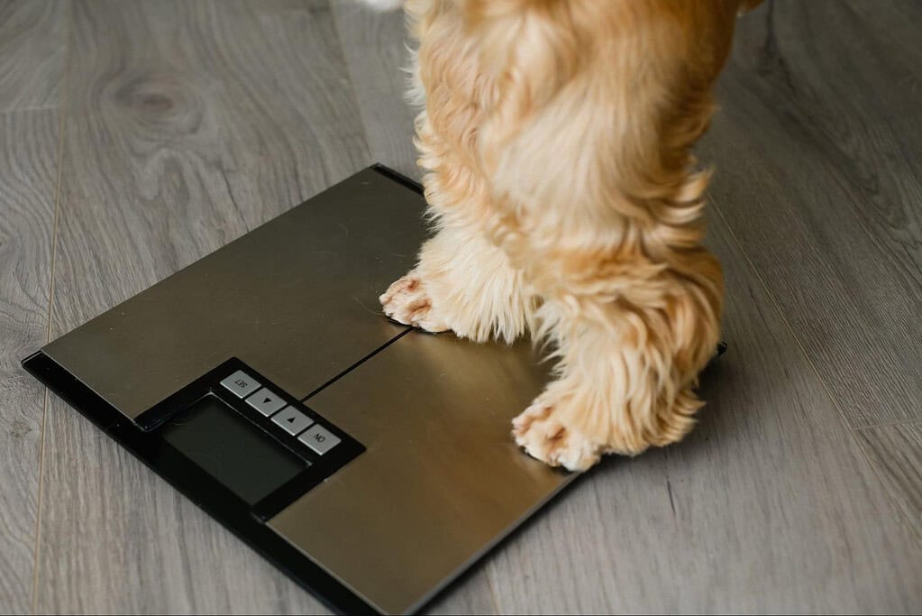 Pet weighing scale with digital display, used to measure dog weight accurately at home or vet visits.