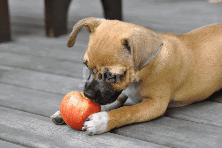 Cute puppy chewing red apple on gray wooden deck, emphasizing dog toys and pet play.