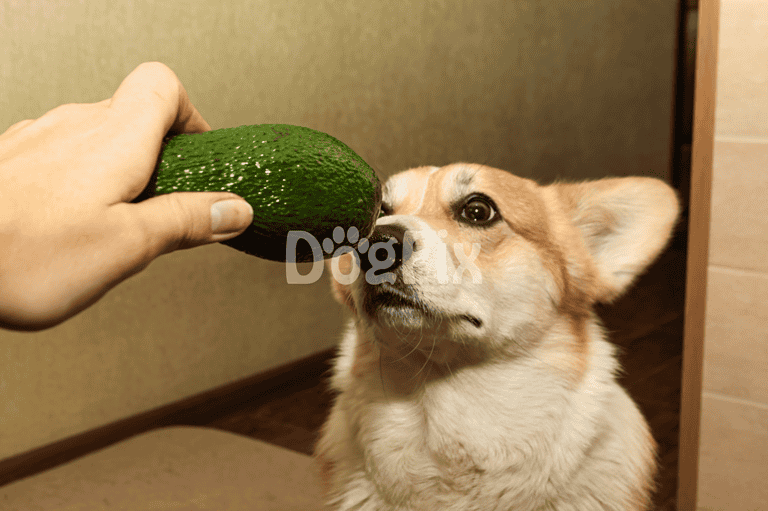 Cute corgi sniffing an avocado held by a person's hand, small indoor setting, playful dog behavior, pet health.