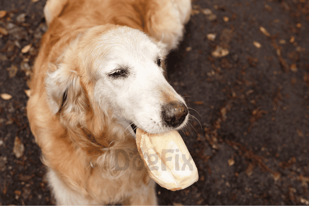 Golden retriever dog enjoying a chew bone outdoors.