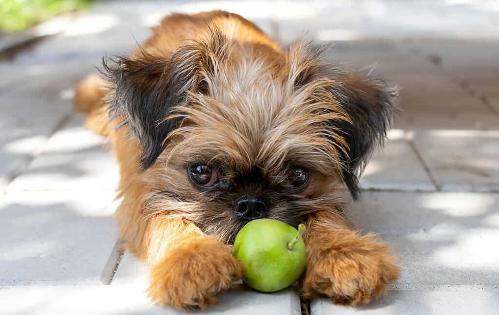 Cute small dog with fluffy fur and expressive eyes holding a green apple in its mouth.
