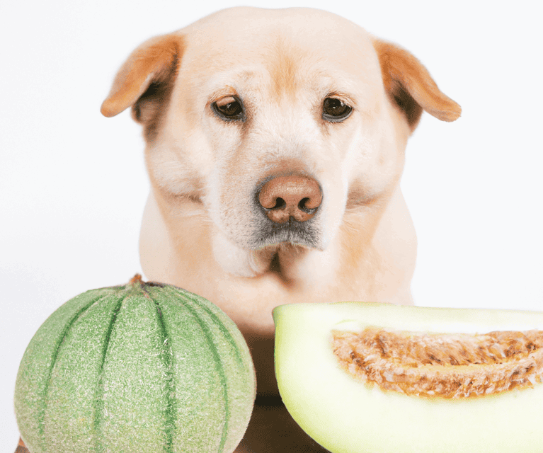 Dog-friendly melons and fresh produce for dogs.