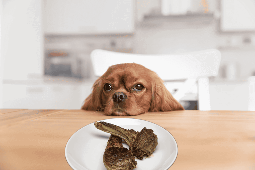 Adorable dog resting its chin at a kitchen table with a plate of cooked bones.