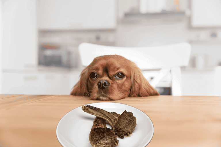 Adorable dog resting its chin at a kitchen table with a plate of cooked bones.