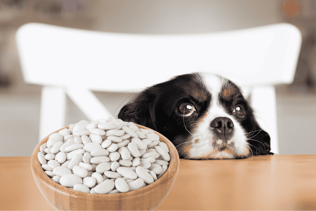 Adorable puppy resting with a bowl of white dog treats on the table.