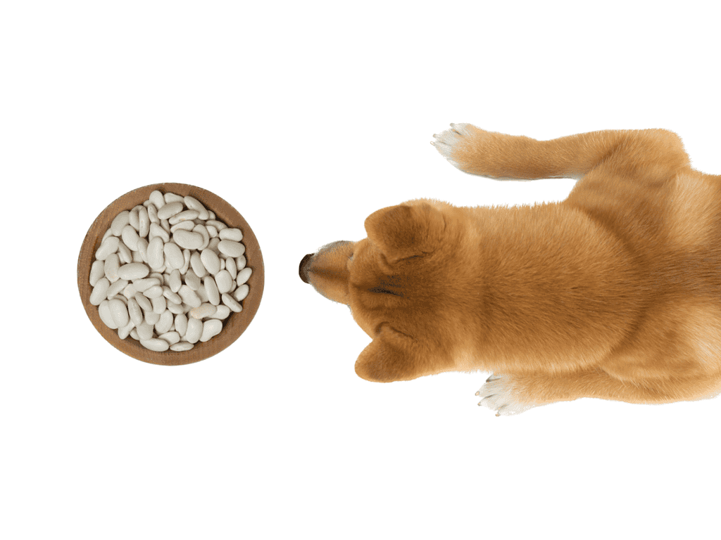 Adorable puppy looking at a bowl of white dog treats, promoting pet nutrition and healthy treats.