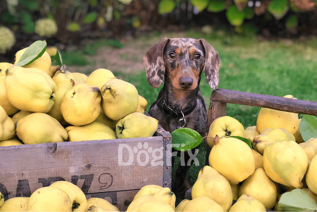 Bright image of a cute dog sitting among fresh pears in a garden setting.