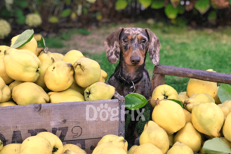 Bright image of a cute dog sitting among fresh pears in a garden setting.