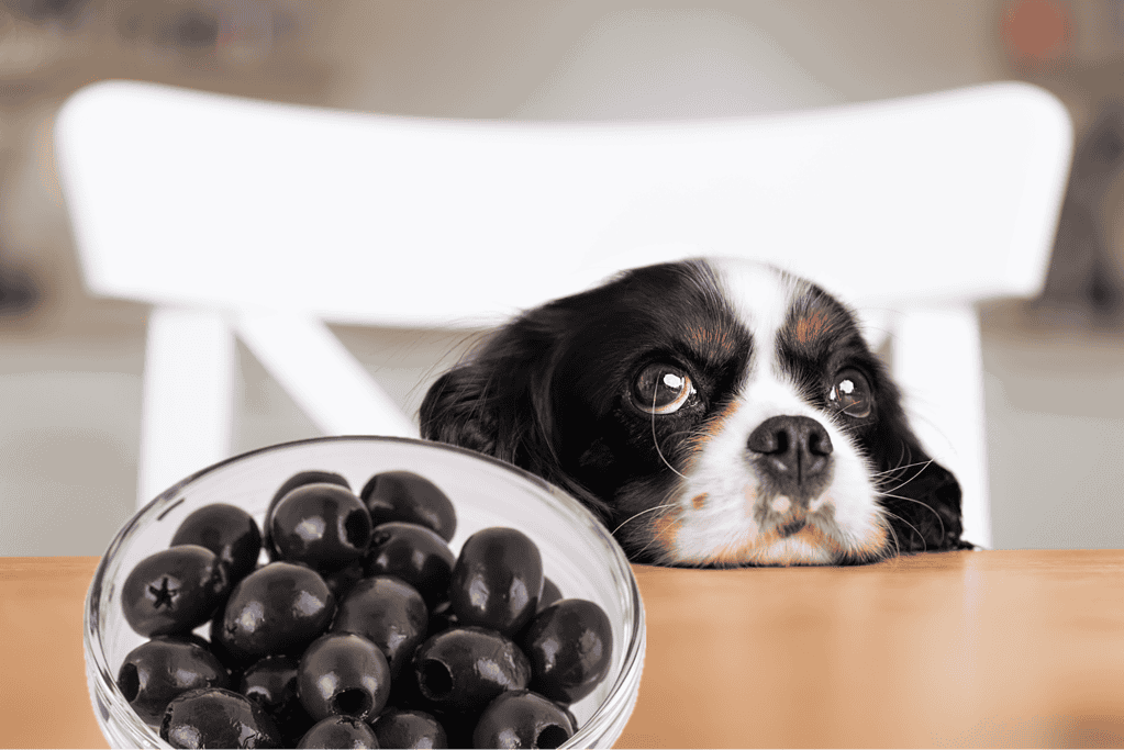 Avoid giving dogs olive oil due to health risks.