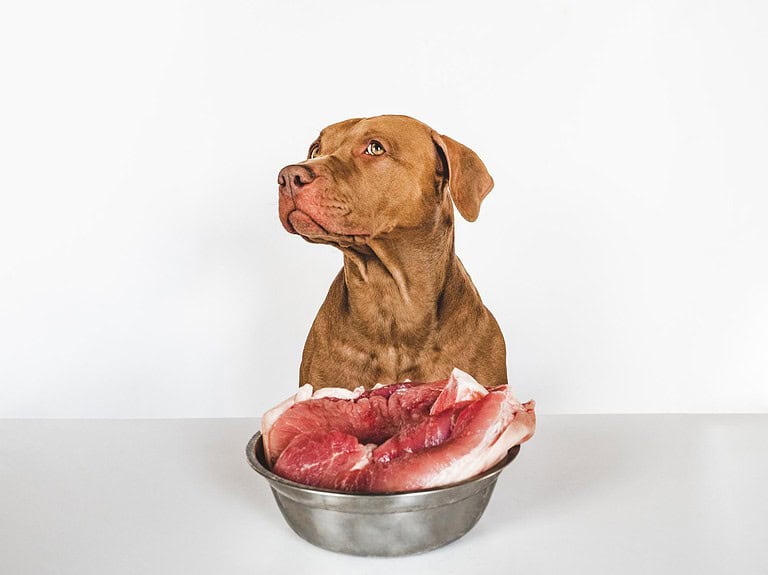 Dog with raw meat in bowl, pet nutrition and dog food concept.
