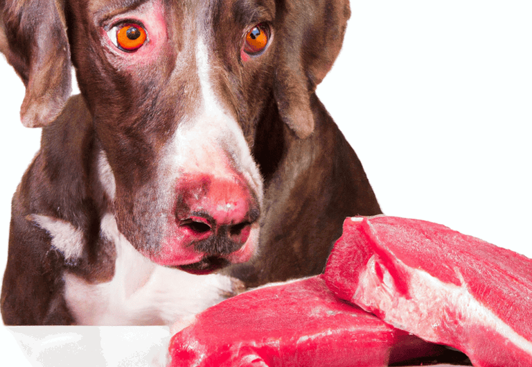 Dog with attentive eyes and pink nose close to raw steak, highlighting pet dietary needs.