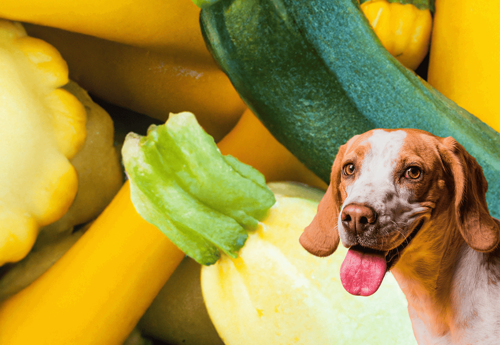 Colorful vegetables including zucchini and bell peppers with happy dog.