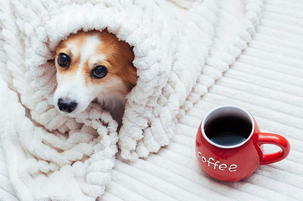 Adorable puppy snuggled in a soft blanket with a cup of coffee nearby, highlighting pet comfort and relaxation.