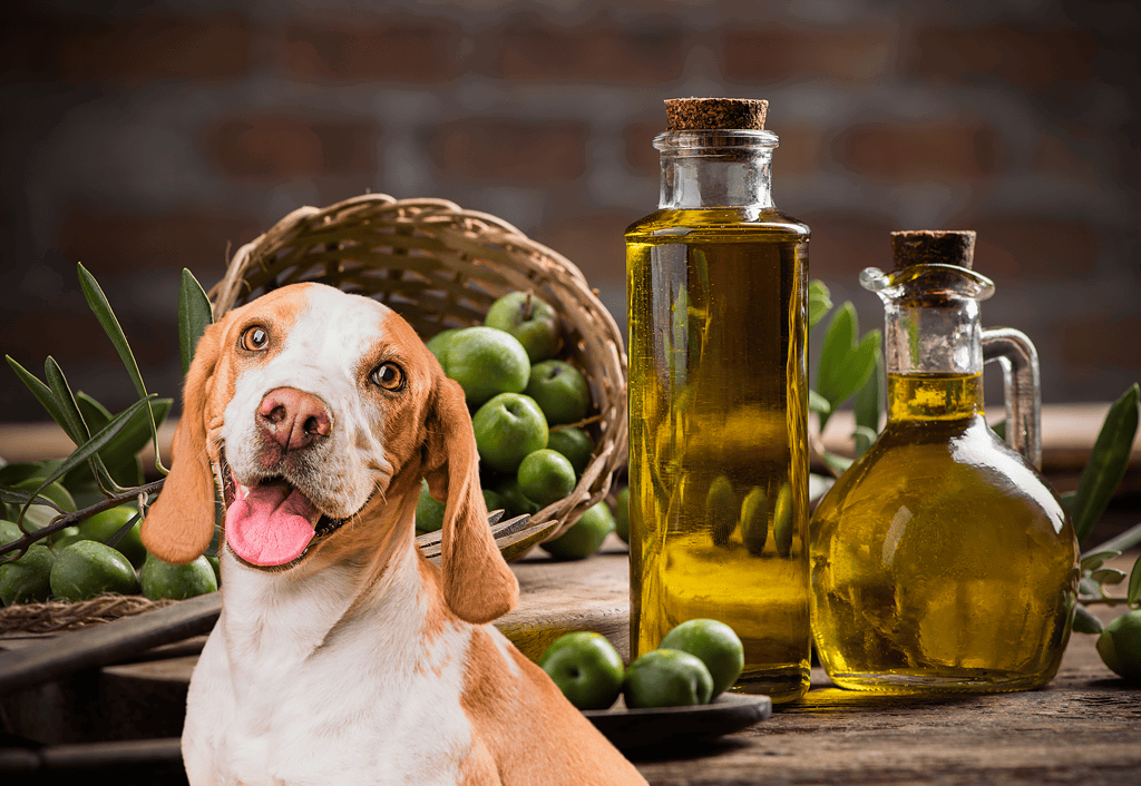 Dog with open mouth in front of olive oil bottles, fresh green apples, and greenery.