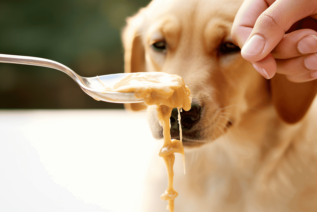 Can Dogs Have Peanut Butter