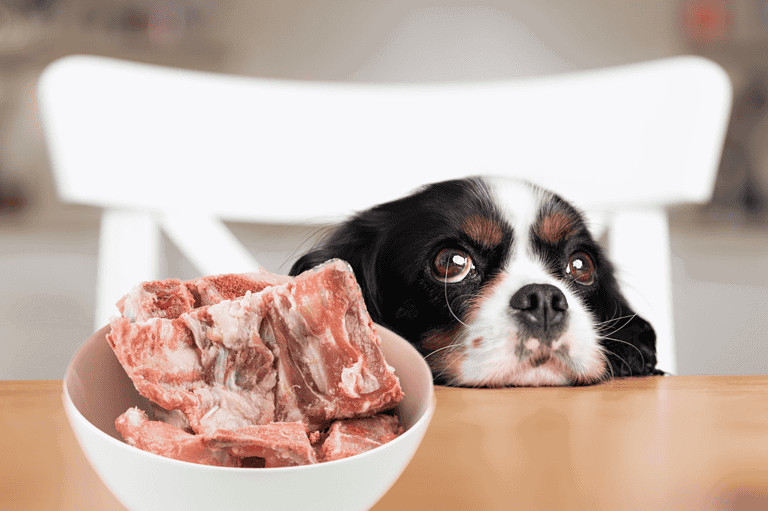 Dog with raw meat bowl.