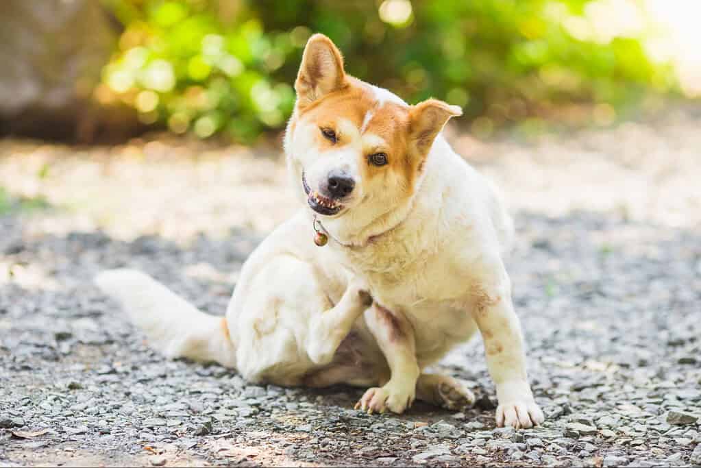 Adorable mixed breed dog sitting on gravel pathway with cheerful expression.