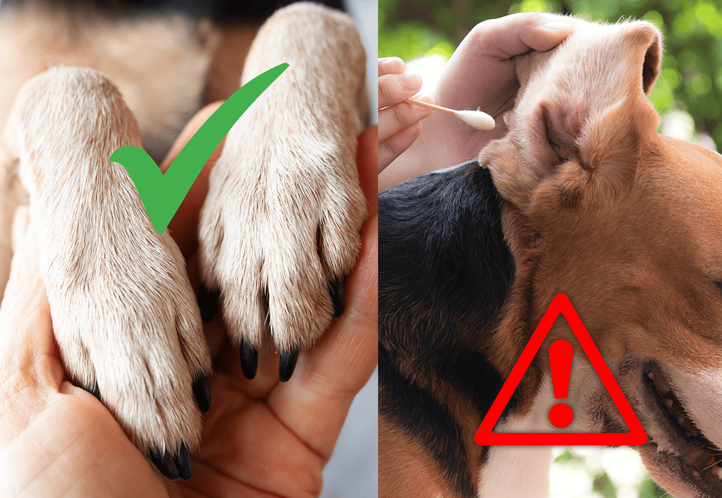 Detailed image of dog paw nails, demonstrating proper grooming and care.