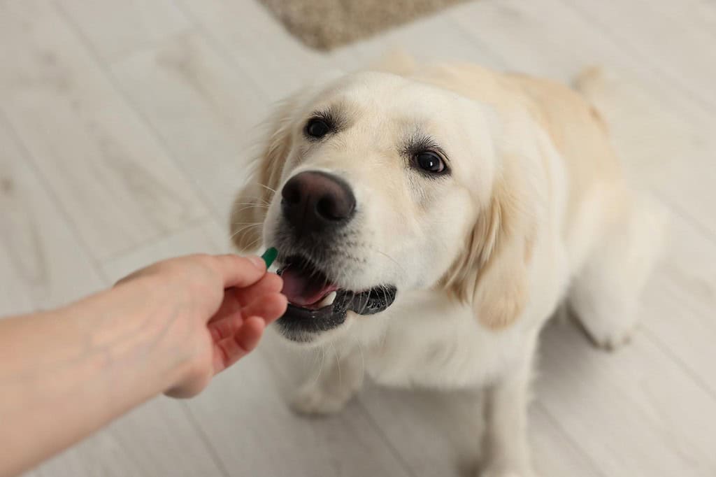 Golden retriever receiving treat from owner indoors.