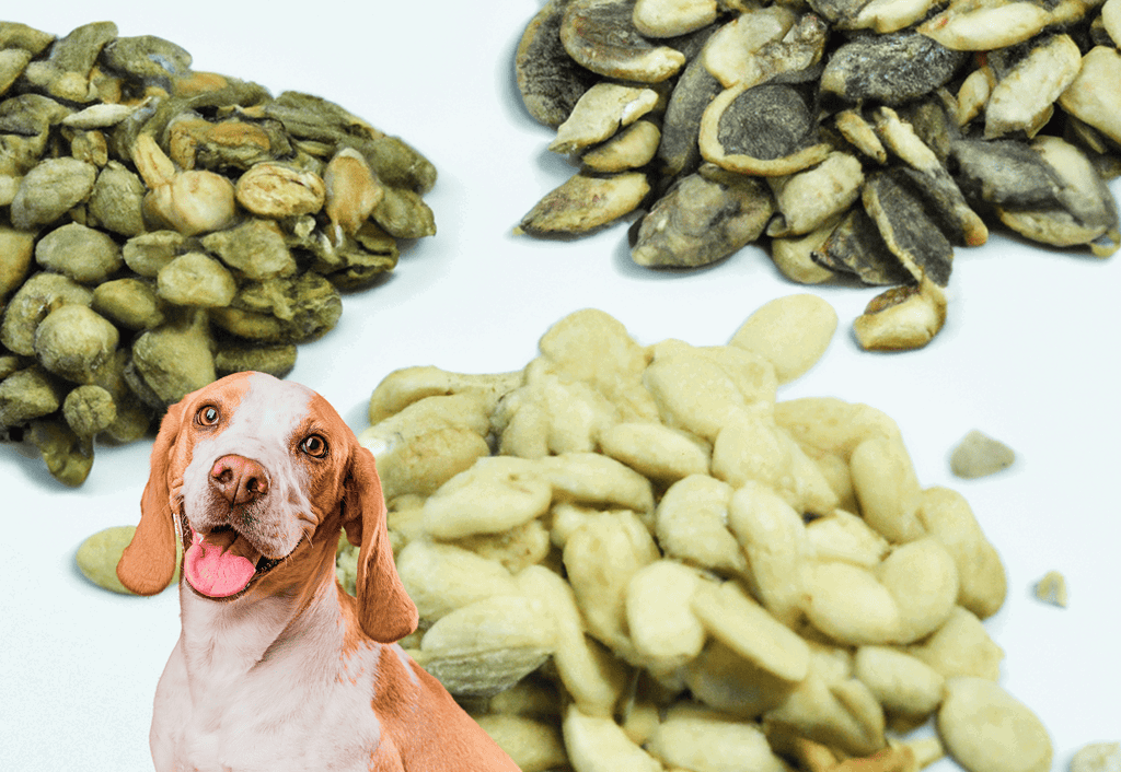 Organic pumpkin seeds for dog health.