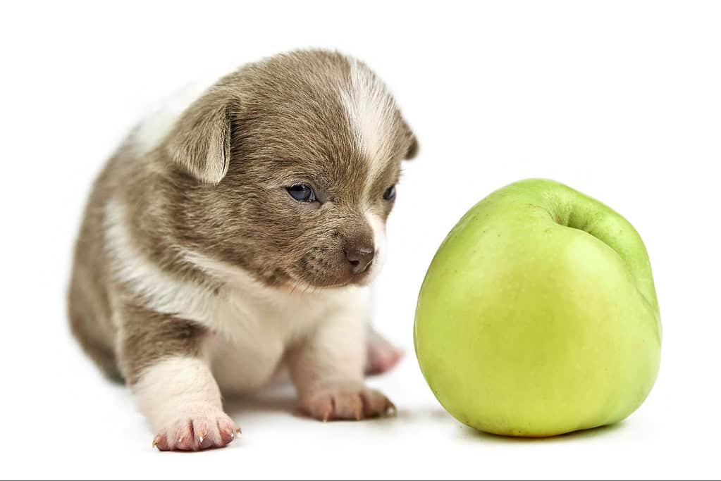 Adorable puppy next to a fresh green apple, showcasing healthy snacks for dogs.