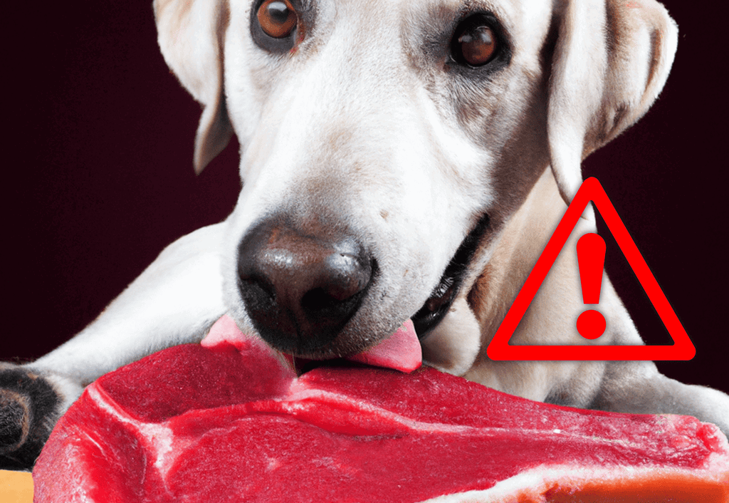 Dog with a warning icon, eating raw meat, highlighting pet safety concerns and responsible dog care.