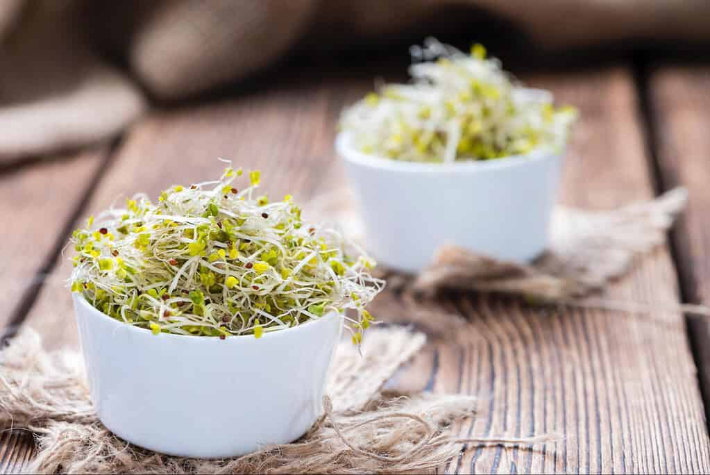 Close-up of fresh, healthy sprouted bean microgreens in white bowls on wooden surface.