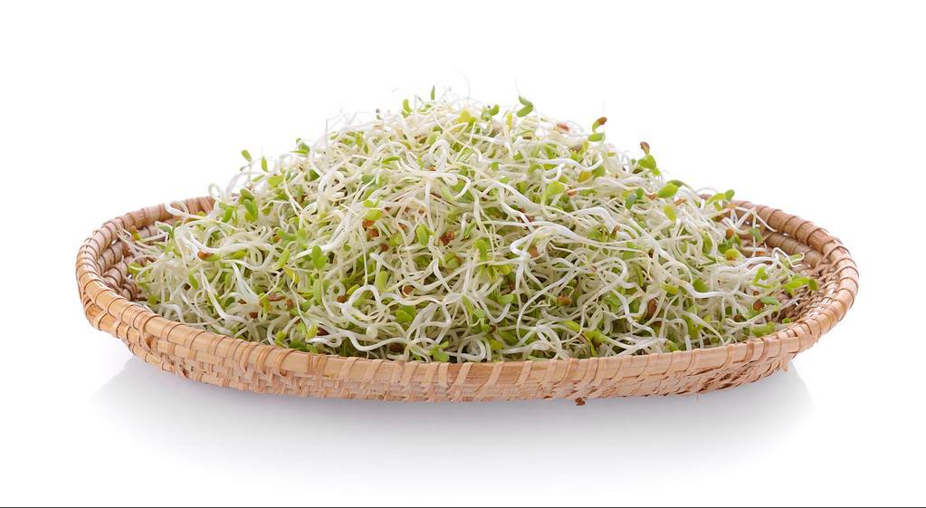 Fresh sprout microgreens for healthy dogs.