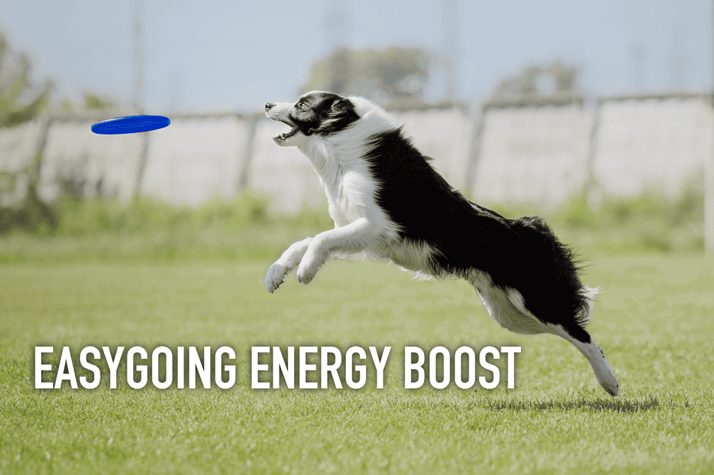 Happy Border Collie catching frisbee outdoors.