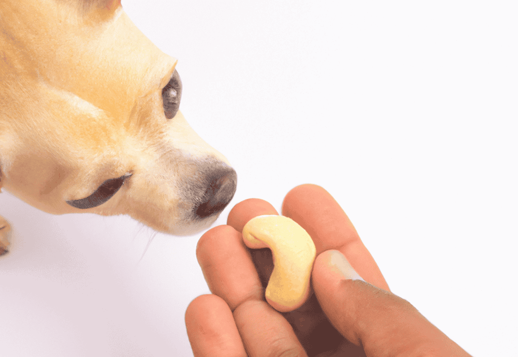 Close-up of a dog sniffing a cashew nut held by hand, promoting healthy dog treats from Dogfix.com.