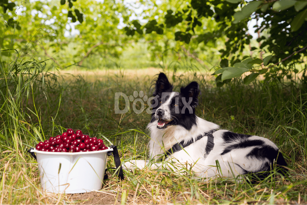 Dog lying in grass beside a white basket filled with cherries in lush green outdoor setting.
