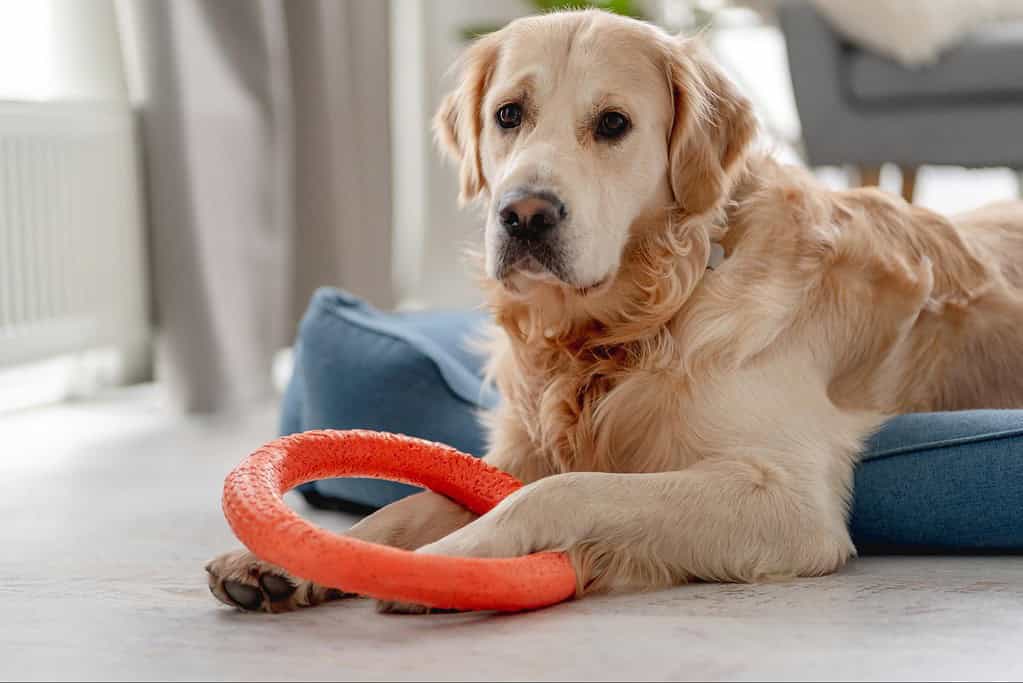 Dog training, toys, pet accessories for healthy dog play.