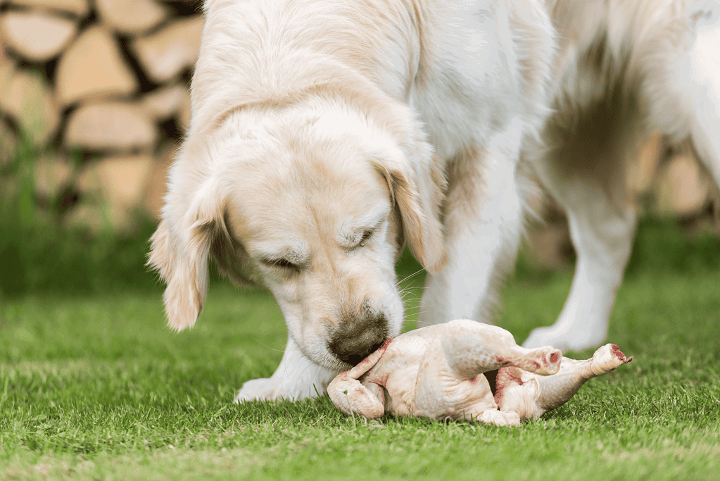 Adorable Labrador Retriever puppy will eating raw chicken outside in the yard. Perfect for dog lovers and pet nutrition.