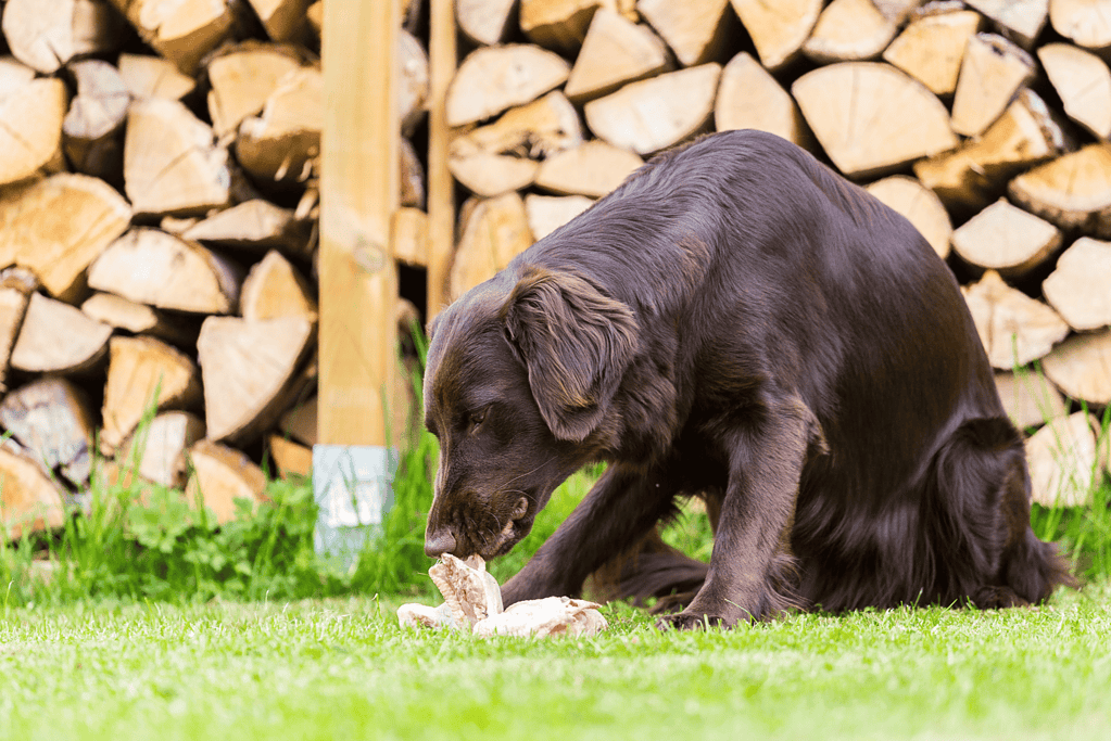 Dog eating a bone on green grass, backyard with woodpile behind.