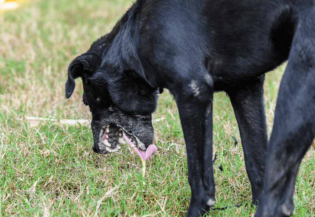 Licking grassy ground, happy dog outdoors.