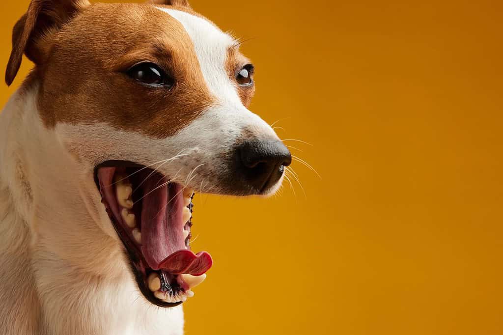 Cute dog with open mouth, showing teeth and tongue, on a vibrant yellow background.