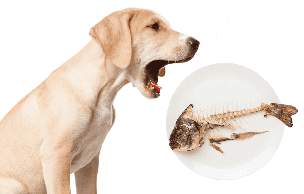 Dog sitting next to fish skeleton.